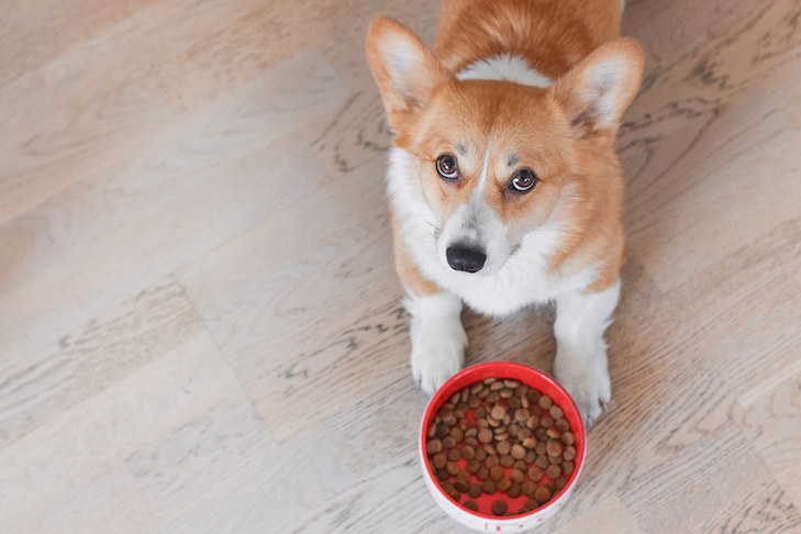 How to Choose a Healthy and Safe Pet Food