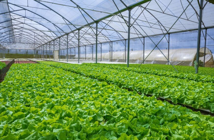 Hydroponic Agriculture