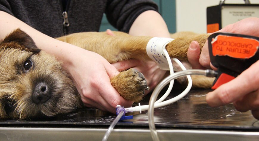 vet cardiologist
