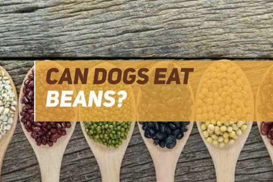 Can Dogs Eat Beans? A Complete Guide to Beans and Your Dog’s Diet