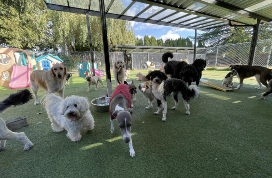 Pet Care Centre