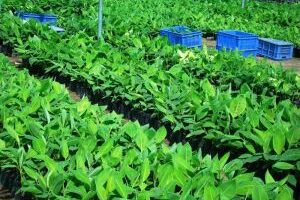Key Questions to Ask Before Ordering China Tissue Culture Plants