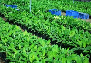 Key Questions to Ask Before Ordering China Tissue Culture Plants
