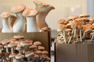 Mushroom Growing Kits UK: A Guide to Types, Setup, and Care