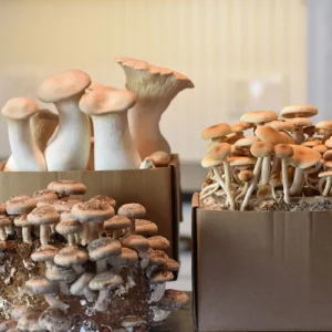 Mushroom Growing Kits