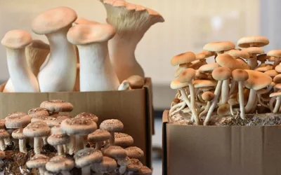 Mushroom Growing Kits UK: A Guide to Types, Setup, and Care