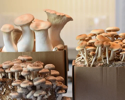 Mushroom Growing Kits UK: A Guide to Types, Setup, and Care