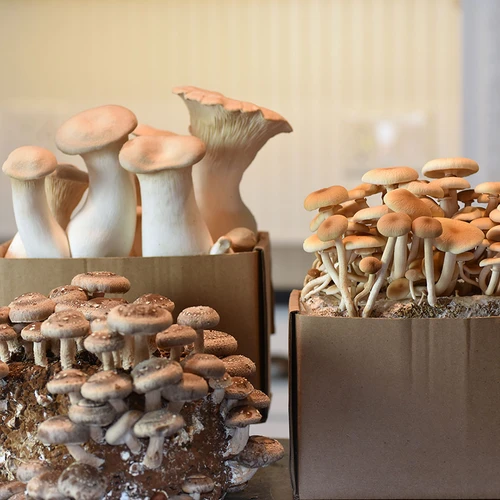 Mushroom Growing Kits